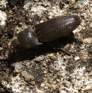 Monocrepidus sp. (genus) at Aranda, ACT - 21 Mar 2020