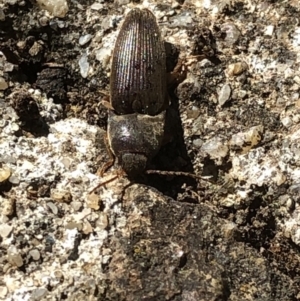 Monocrepidus sp. (genus) at Aranda, ACT - 21 Mar 2020