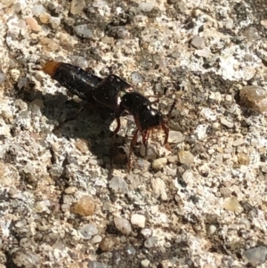 Hesperus haemorrhoidalis at Aranda, ACT - 21 Mar 2020