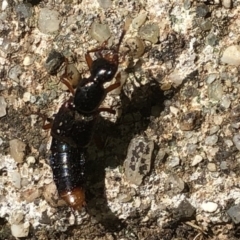 Hesperus haemorrhoidalis at Aranda, ACT - 21 Mar 2020