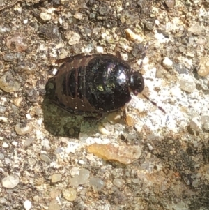 Cydnidae (family) at Aranda, ACT - 21 Mar 2020 11:13 AM