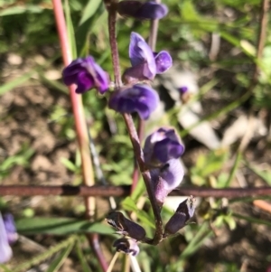 Glycine tabacina at Molonglo Valley, ACT - 21 Mar 2020