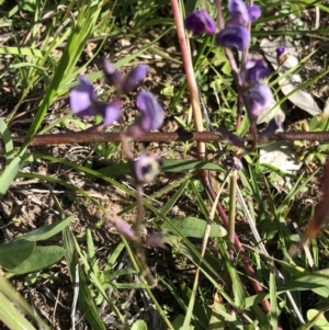 Glycine tabacina at Molonglo Valley, ACT - 21 Mar 2020