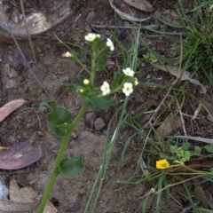 Hackelia suaveolens at Hackett, ACT - 21 Mar 2020