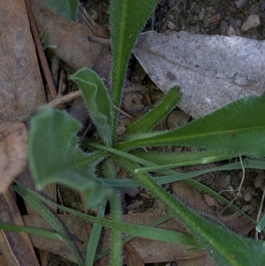 Hackelia suaveolens at Hackett, ACT - 21 Mar 2020