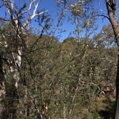 Bursaria spinosa subsp. lasiophylla (Australian Blackthorn) at Black Mountain - 21 Mar 2020 by Jubeyjubes