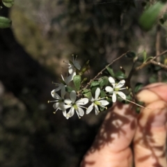 Bursaria spinosa subsp. lasiophylla at Hackett, ACT - 21 Mar 2020