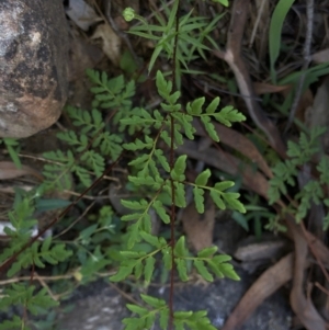 Cheilanthes austrotenuifolia at Hackett, ACT - 21 Mar 2020 04:21 PM