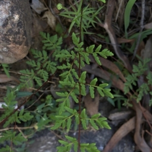 Cheilanthes austrotenuifolia at Hackett, ACT - 21 Mar 2020