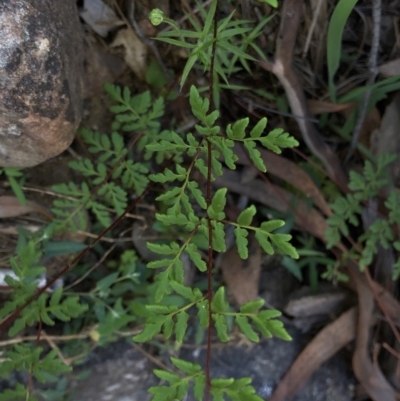 Cheilanthes austrotenuifolia (Rock Fern) at Black Mountain - 21 Mar 2020 by Jubeyjubes