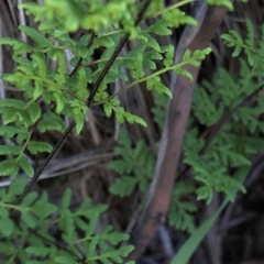 Cheilanthes austrotenuifolia at Hackett, ACT - 21 Mar 2020