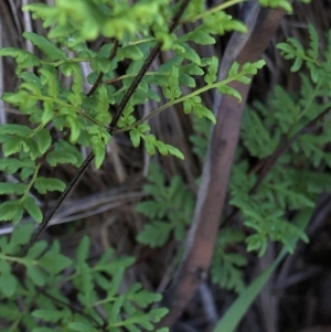 Cheilanthes austrotenuifolia at Hackett, ACT - 21 Mar 2020 04:21 PM