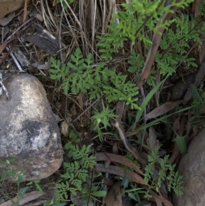 Cheilanthes austrotenuifolia at Hackett, ACT - 21 Mar 2020 04:21 PM