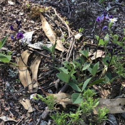 Glycine tabacina (Variable Glycine) at Molonglo Valley, ACT - 21 Mar 2020 by Jubeyjubes