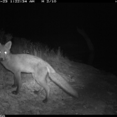 Vulpes vulpes (Red Fox) at Michelago, NSW - 23 Dec 2019 by Illilanga