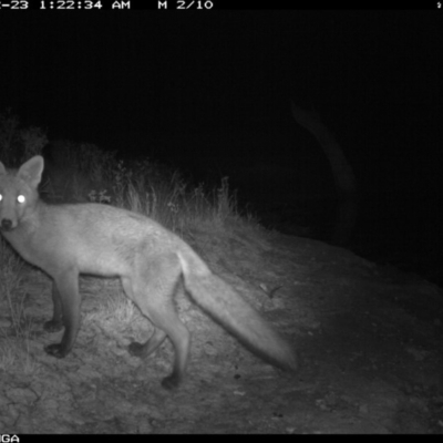 Vulpes vulpes (Red Fox) at Michelago, NSW - 22 Dec 2019 by Illilanga