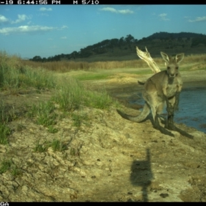 Macropus giganteus at Michelago, NSW - 19 Dec 2019