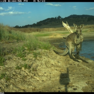 Macropus giganteus (Eastern Grey Kangaroo) at Michelago, NSW - 19 Dec 2019 by Illilanga