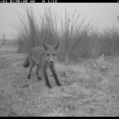 Vulpes vulpes (Red Fox) at Michelago, NSW - 1 Jan 2020 by Illilanga