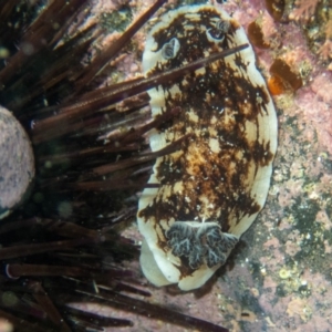 Aphelodoris varia at Wapengo, NSW - 21 Mar 2020