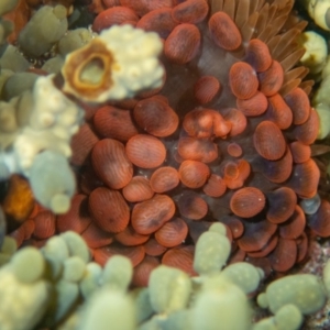 Phlyctenactis tuberculosa at Wapengo, NSW - 21 Mar 2020