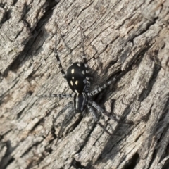 Nyssus coloripes (Spotted Ground Swift Spider) at Illilanga & Baroona - 12 Mar 2020 by Illilanga