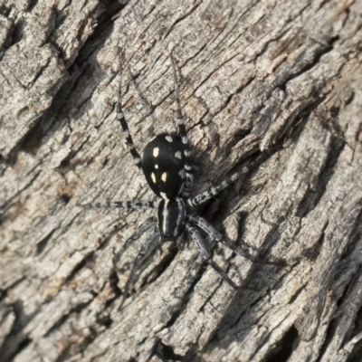 Nyssus coloripes (Spotted Ground Swift Spider) at Michelago, NSW - 12 Mar 2020 by Illilanga