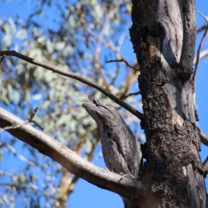 Podargus strigoides at Hackett, ACT - 20 Mar 2020