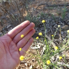 Calotis lappulacea (Yellow Burr Daisy) at Mount Ainslie - 21 Mar 2020 by WalterEgo