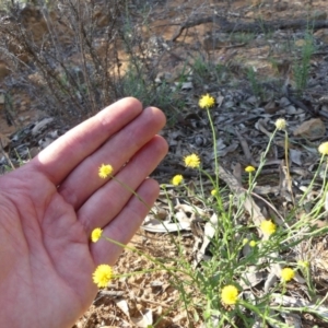 Calotis lappulacea at Majura, ACT - 21 Mar 2020