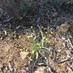 Calotis lappulacea at Majura, ACT - 21 Mar 2020