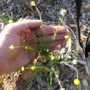 Calotis lappulacea at Majura, ACT - 21 Mar 2020