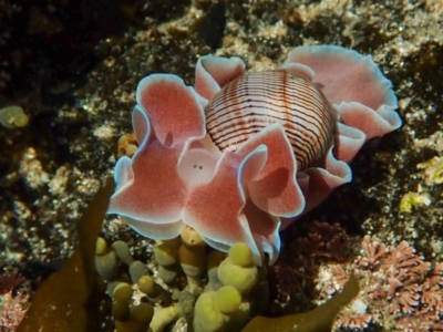 Hydatina physis (Brown-line Paperbubble) at Wapengo, NSW - 21 Mar 2020 by bdixon75