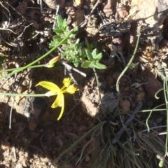 Tricoryne elatior (Yellow Rush Lily) at Majura, ACT - 21 Mar 2020 by WalterEgo