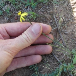 Tricoryne elatior at Majura, ACT - 21 Mar 2020 03:43 PM