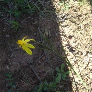 Tricoryne elatior at Majura, ACT - 21 Mar 2020