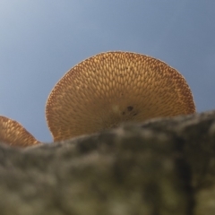 Lentinus arcularius at Illilanga & Baroona - 15 Feb 2020