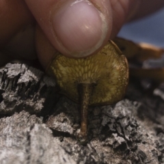 Lentinus arcularius at Illilanga & Baroona - 15 Feb 2020