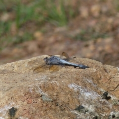 Orthetrum caledonicum (Blue Skimmer) at Majura, ACT - 21 Mar 2020 by WalterEgo
