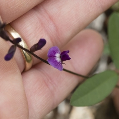 Glycine tabacina (Variable Glycine) at Illilanga & Baroona - 6 Mar 2020 by Illilanga