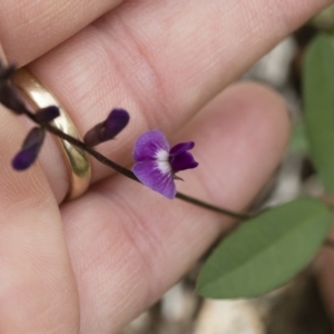 Glycine tabacina at Michelago, NSW - 7 Mar 2020