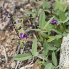 Glycine tabacina at Michelago, NSW - 7 Mar 2020