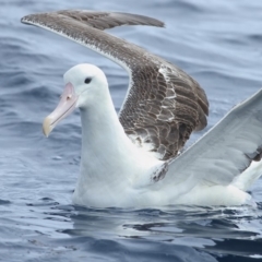 Diomedea epomophora (Southern Royal Albatross) at Undefined - 21 Mar 2020 by Leo