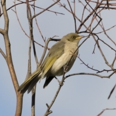 Ptilotula fusca (Fuscous Honeyeater) at Illilanga & Baroona - 9 Mar 2020 by Illilanga