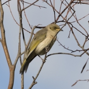 Ptilotula fusca at Michelago, NSW - 9 Mar 2020