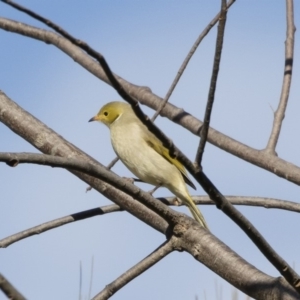 Ptilotula penicillata at Michelago, NSW - 7 Jul 2019 09:46 AM