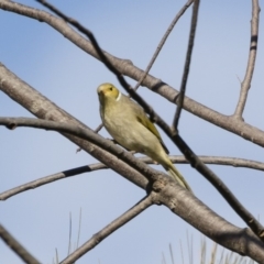 Ptilotula penicillata at Michelago, NSW - 7 Jul 2019 09:46 AM