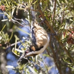 Acanthorhynchus tenuirostris (Eastern Spinebill) at Illilanga & Baroona - 1 Sep 2019 by Illilanga