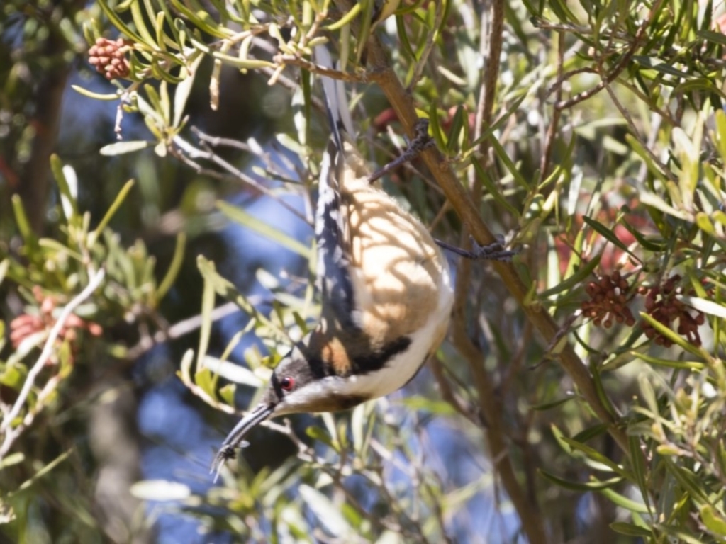 Acanthorhynchus tenuirostris at Michelago, NSW - 1 Sep 2019