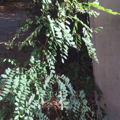 Robinia pseudoacacia (Black Locust) at Parkes, ACT - 19 Mar 2020 by WalterEgo